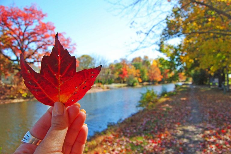 a hand holding a red leaf