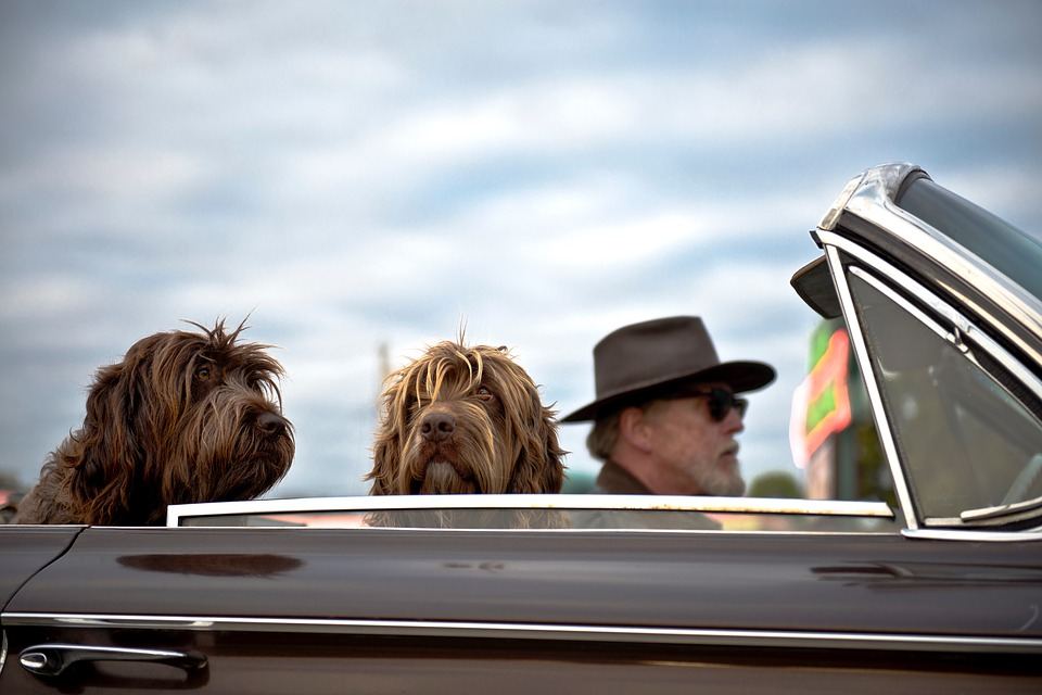 a group of dogs looking out of a car