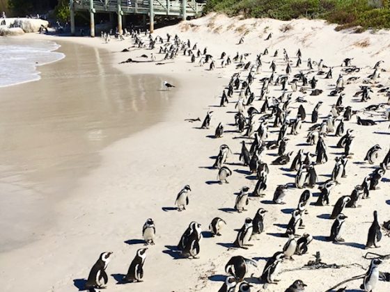 So What is Penguin Watching in South Africa Really Like?