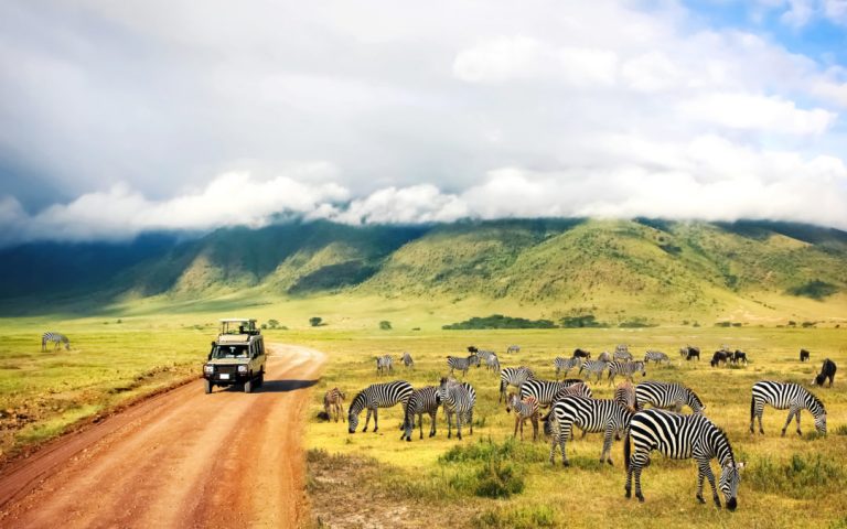 a group of zebras on a dirt road