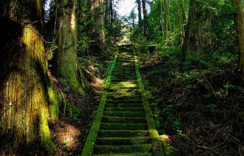 a stone stairs in a forest