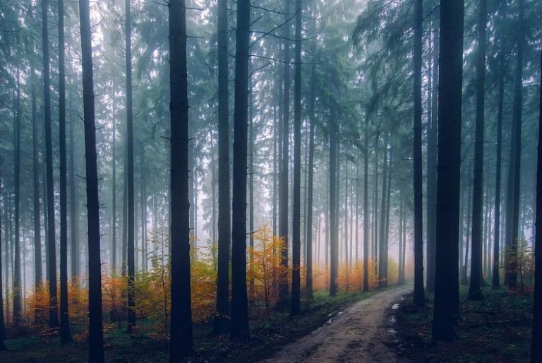 forest during fall