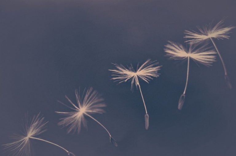 a group of dandelions flying in the air