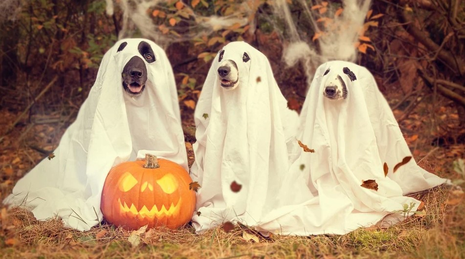 halloween dogs