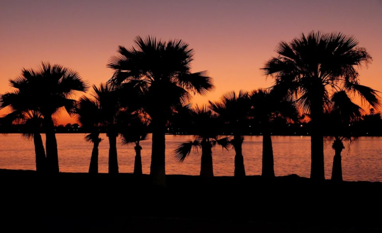 a group of palm trees by a body of water