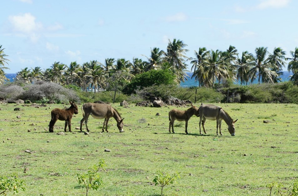 nevis st kitts