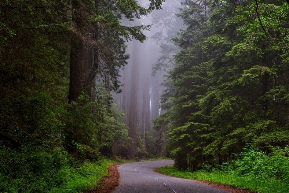 redwood forest national park