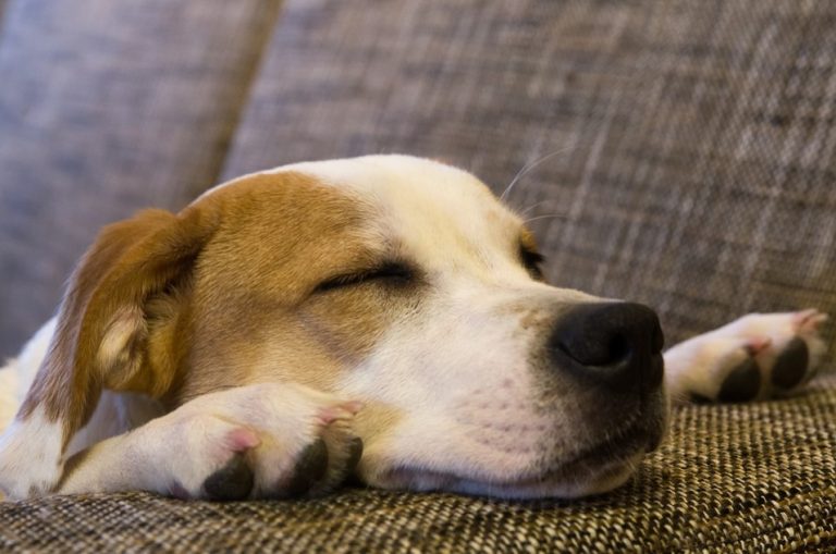 dog sleeping on couch