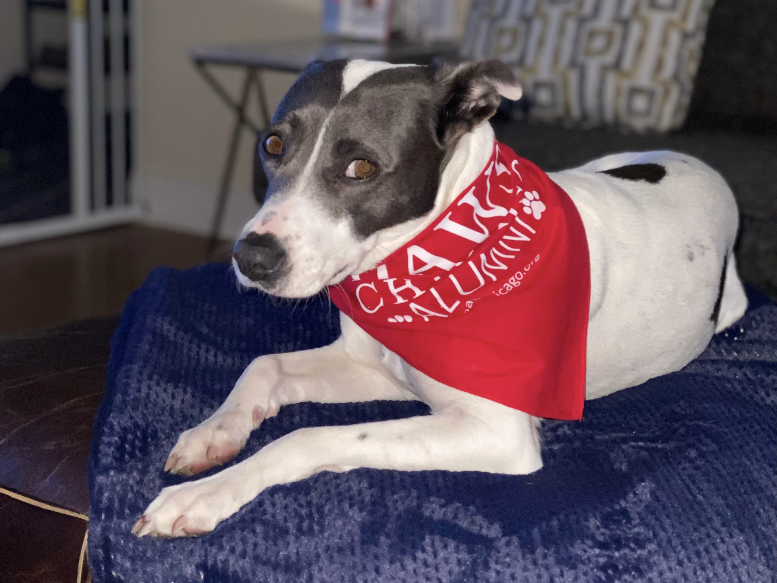 a dog wearing a red bandana