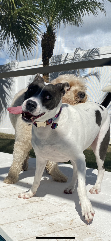 two dogs standing on a bench